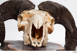  Skull Mouflon Ovis orientalis 